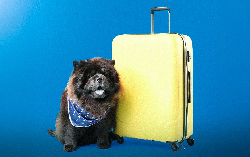 Hospedagem pet friendly: desvende os segredos de viajar de carro com cachorros